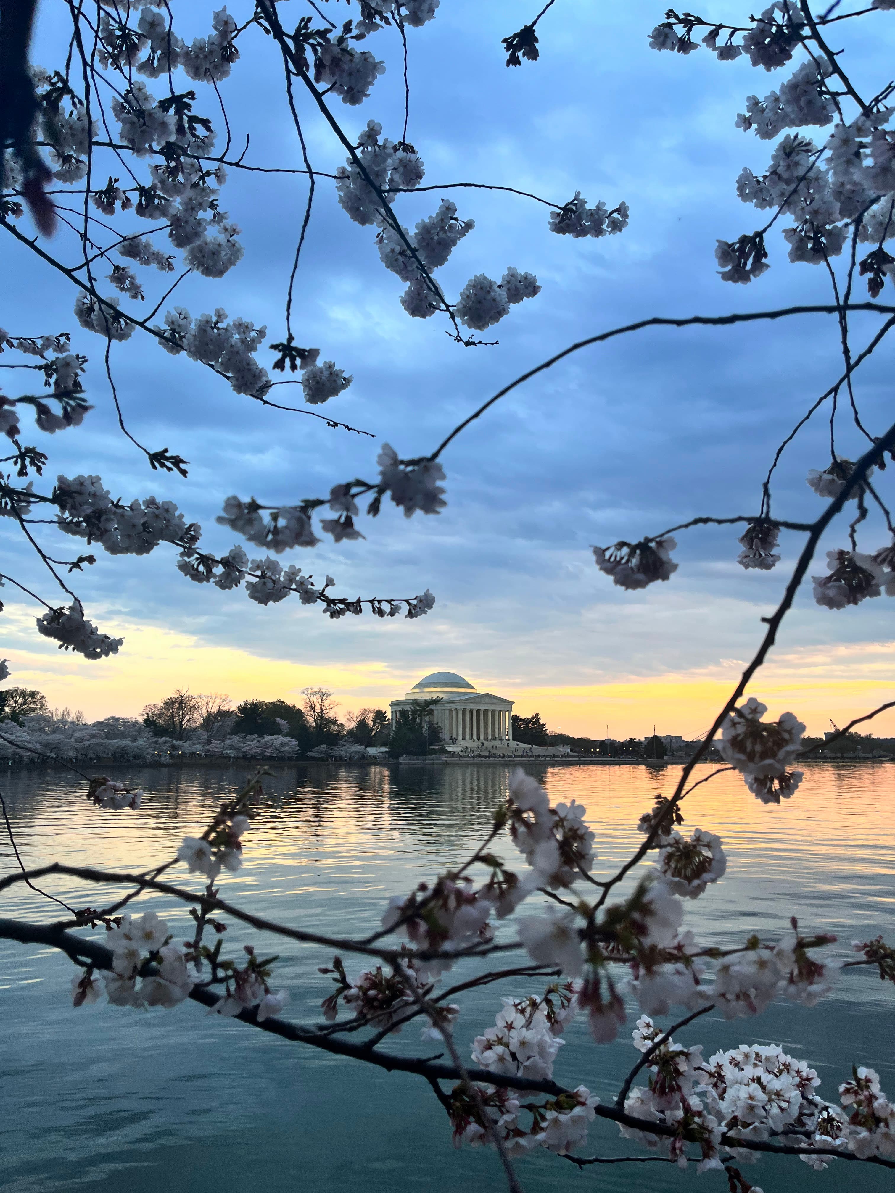 Cherry Blossom bloom in Tidal Basin in DC overlooking the Jefferson Memorial